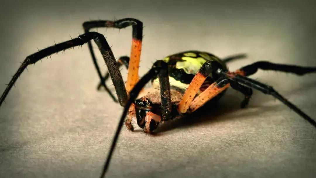 端午五毒是指哪5种,端午节常说五毒是哪五毒