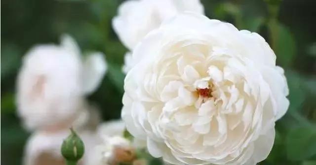 玫瑰有几种品种图片及名称,玫瑰品种分类名称及图片介绍