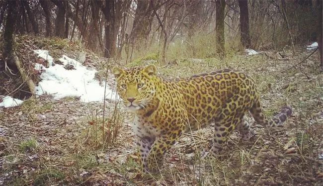 金钱豹被犬咬死,第二条金钱豹被狗咬死