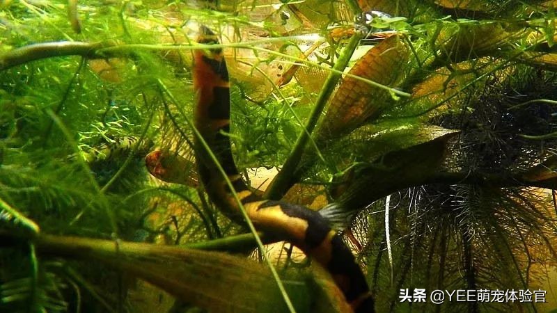 超便宜还很好养的小鱼 (便宜又好养的小鱼)