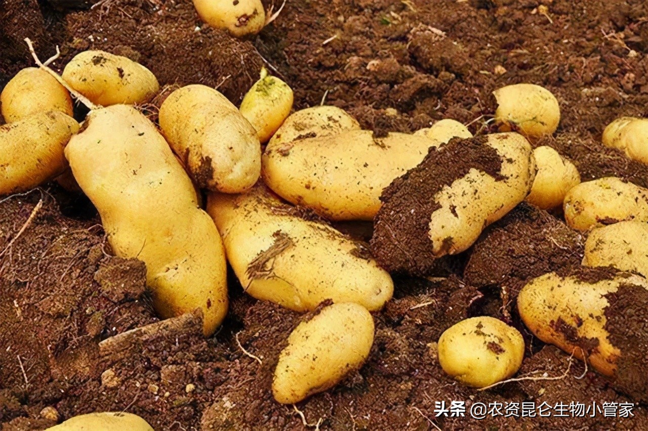 土豆根腐病枯萎病如何防治,土豆黄叶病用什么药防治有效