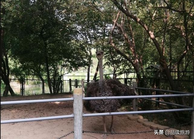 开了动物园,开了个动物园