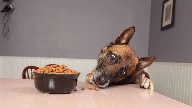 狗狗食欲不振怎么办,狗狗怀孕50多天食欲不振怎么回事