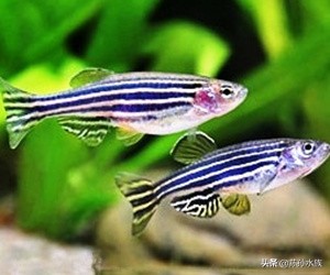 斑马鱼的饲养方法和技术,斑马鱼幼鱼饲养方法