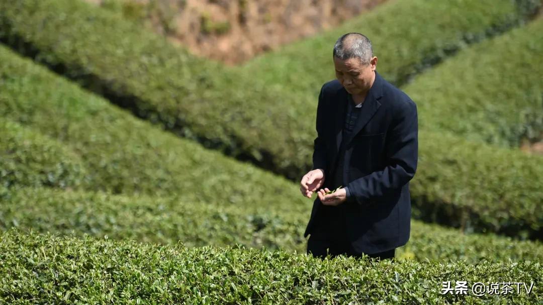 莆田郑宅茶叶,郑宅茶醇厚回甘