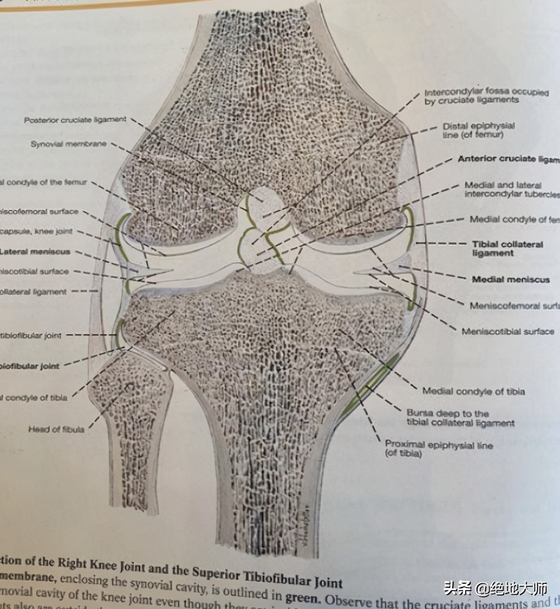 膝关节疼痛用神经阻断疗法,膝关节的疼痛与治疗综述