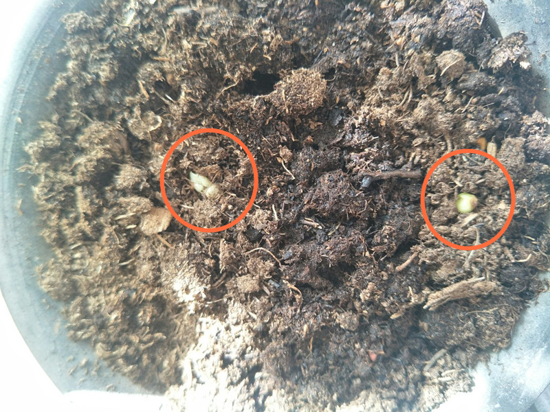 君子兰侧芽繁殖最佳方法,君子兰种子种植芽点朝上朝下