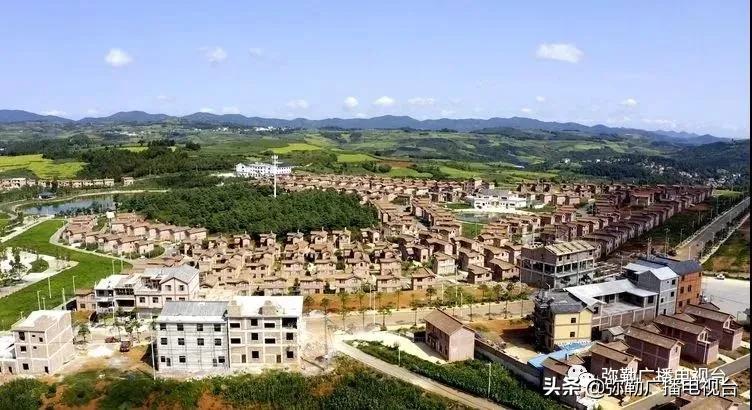 卖火了！弥勒紫色“将军芋”！政府包了