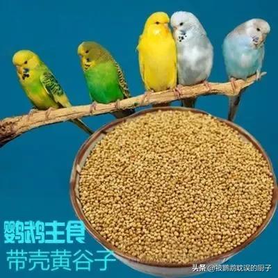 鹦鹉病了怎么喂东西吃呢,鹦鹉需要喂食什么才能健康