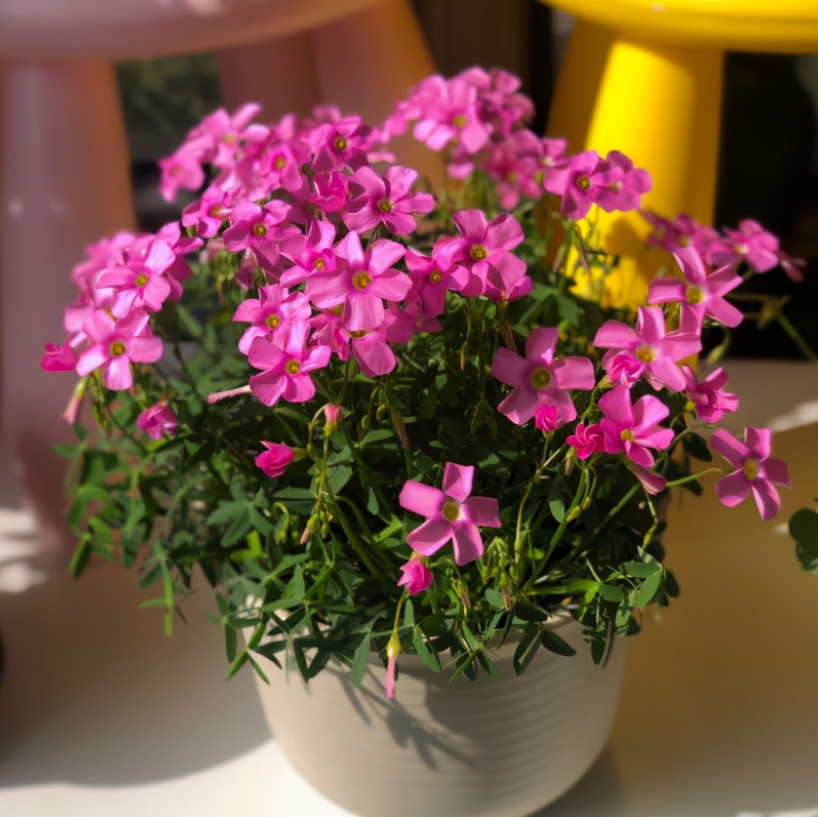 养花的小技巧大全视频,养花知识大全和小技巧