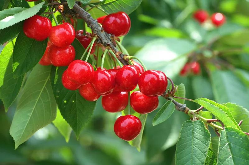 入夏后,这几种碱性水果不妨多吃,夏季多吃这六种碱性水果