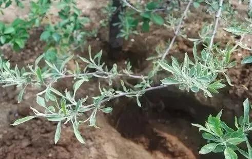 作物缺素原因及症状对照表收藏版,作物营养缺素诊断与科学施肥