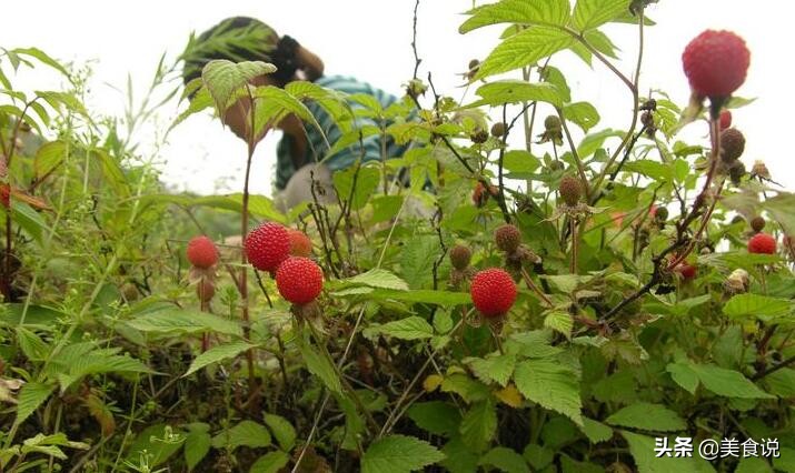 夏天野外一般有什么可以吃的野果,四月份南方常见的野果