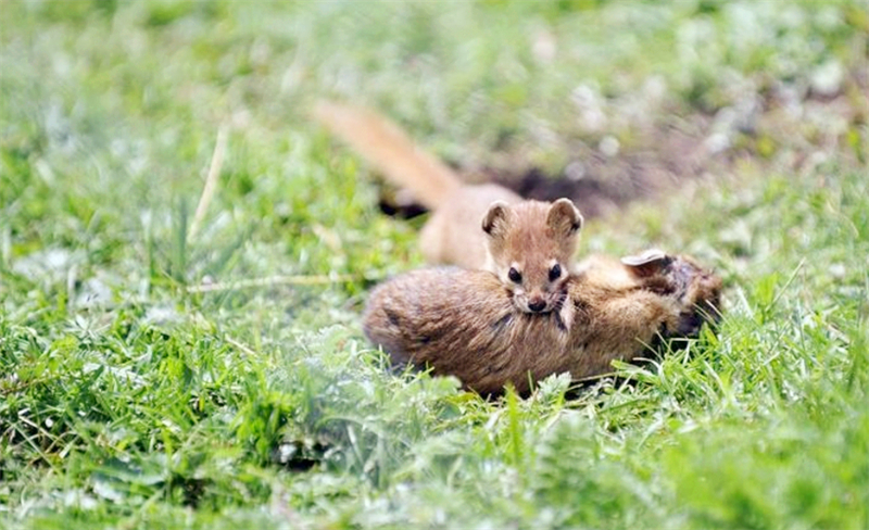 黄鼠狼为什么不宜人吃,为什么不能吃黄鼠狼