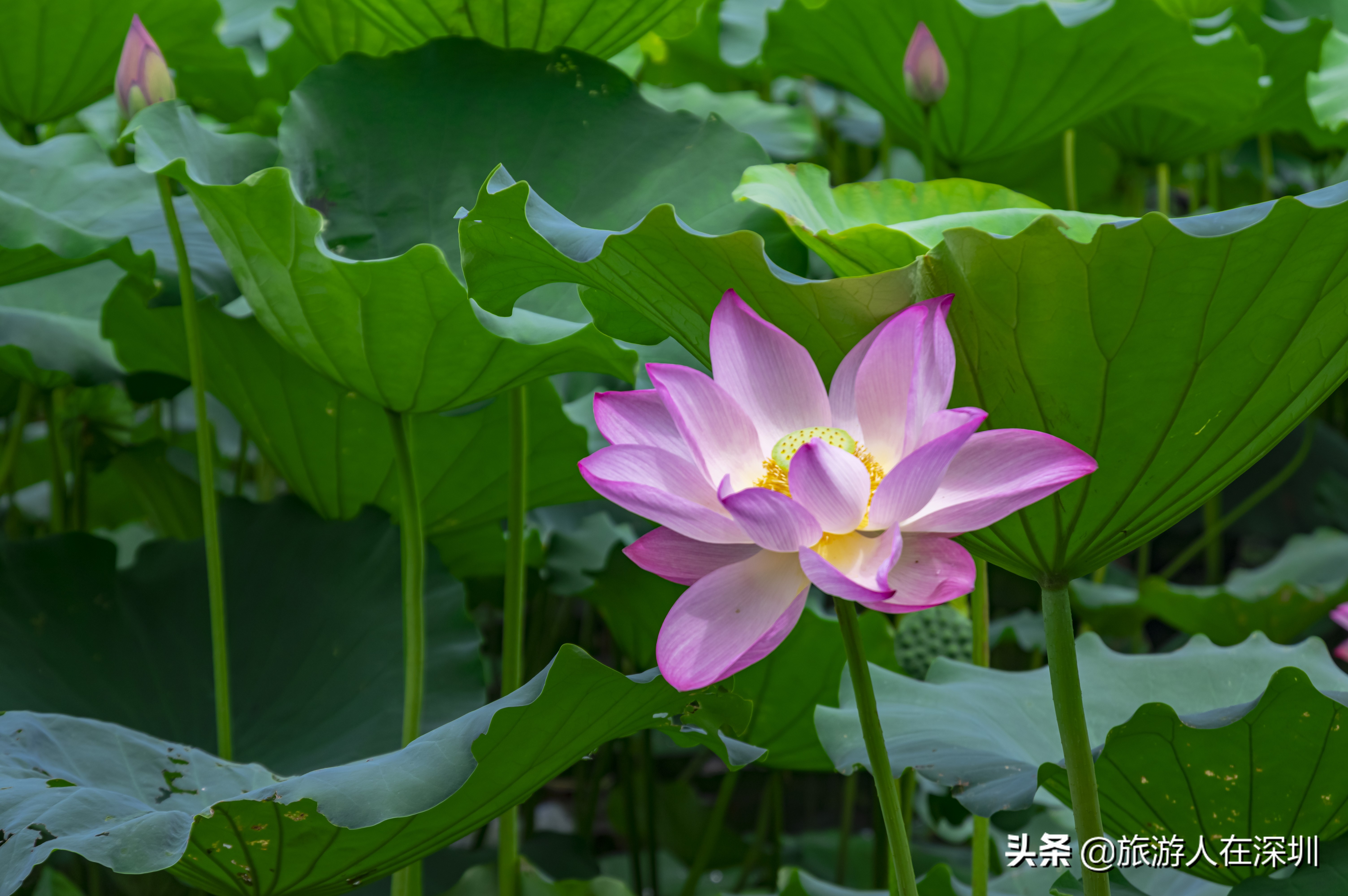 实拍深圳洪湖公园,深圳洪湖公园游玩攻略图