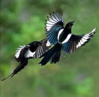 大自然的规律和启示,大自然的预知能力