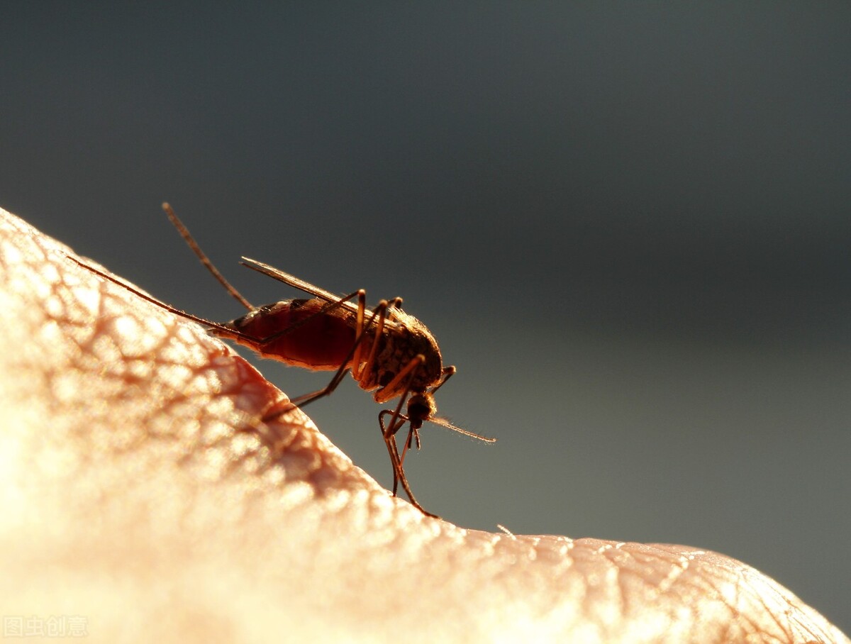 驱赶蚊虫最好养的植物,家里蚊子太多防蚊虫的花草