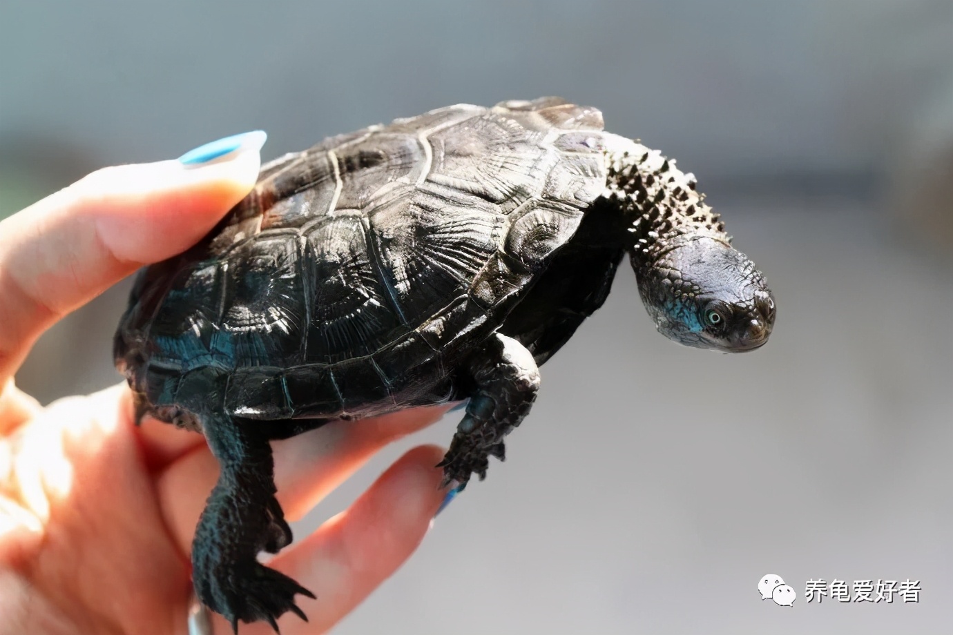 龟养几只才能培养成灵宠,如何养一只健康的狗