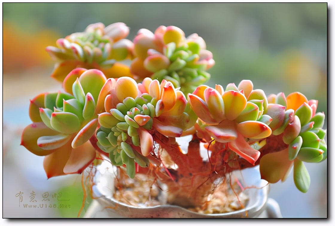 韩国多肉有多仙,韩国公主多肉图片大全