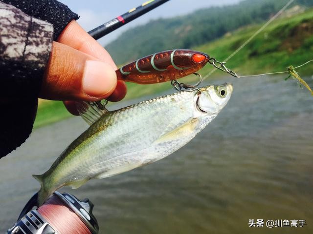 路亚赤眼鳟攻略,赤眼鳟路亚操作手法