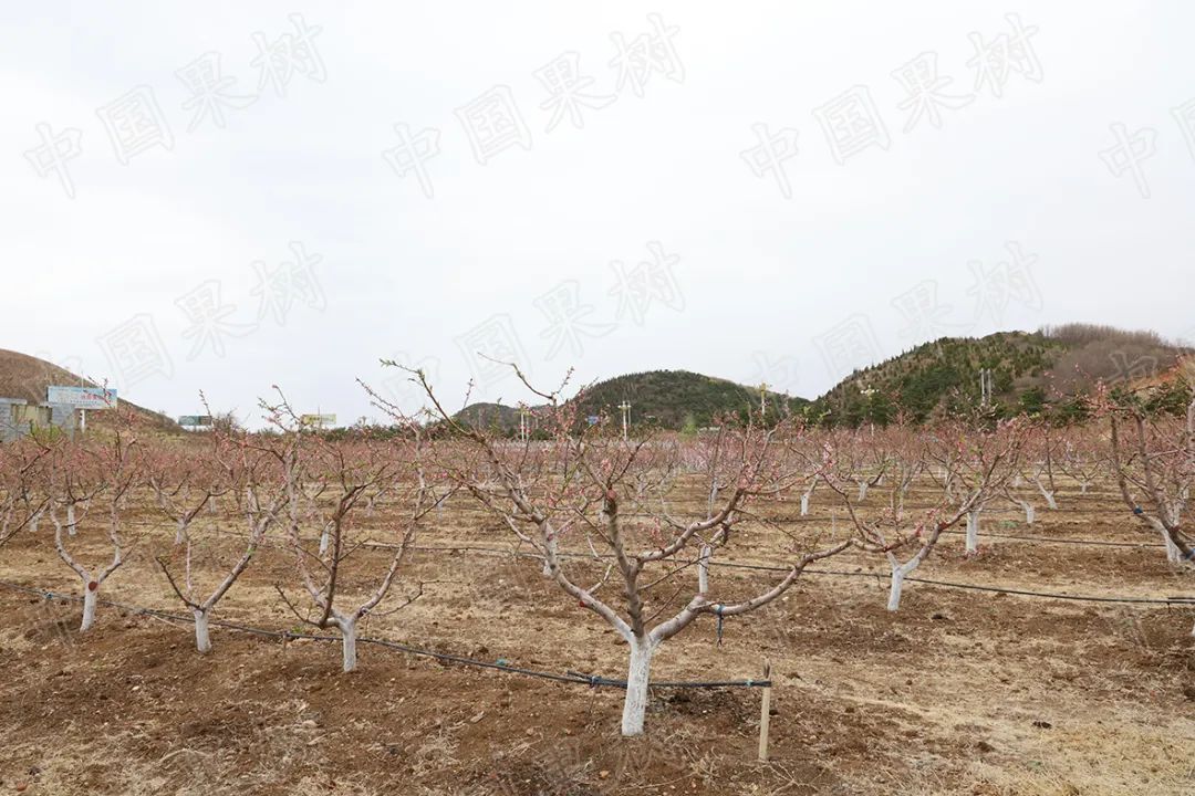 果树种植产业发展特点,果树产业介绍