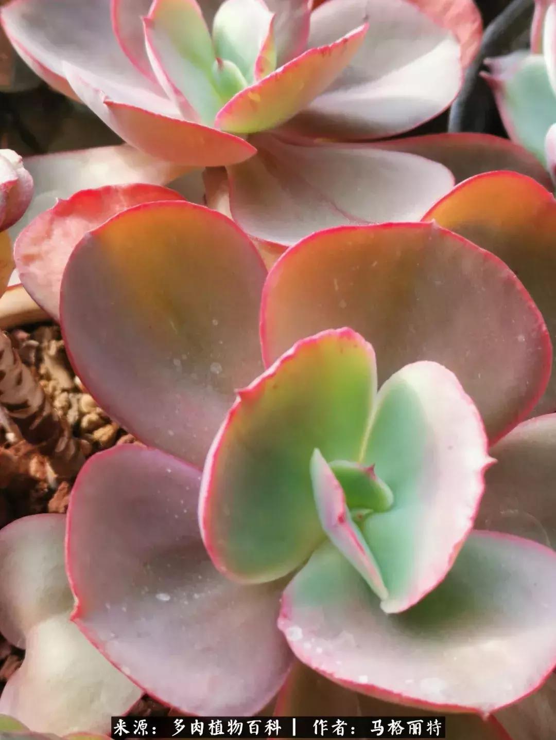 北方阳台多肉怎么过冬,北方阳台多肉