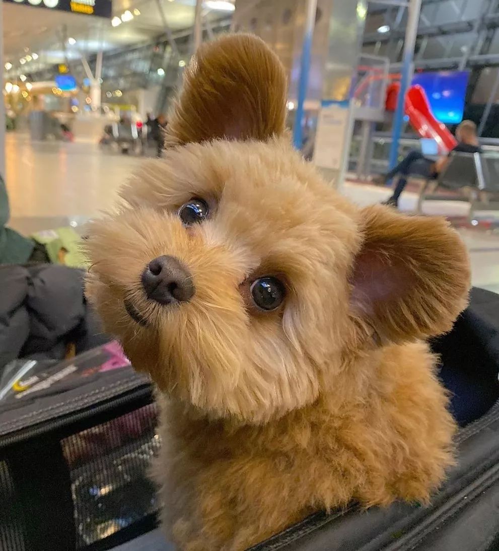 宠物呆萌狗妈妈和小呆萌狗宝宝,宠物与爱的世界