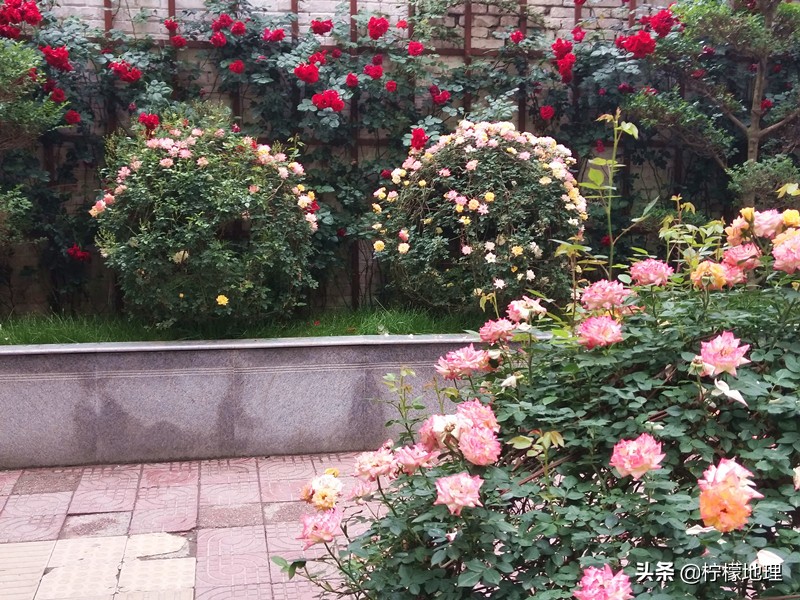 街拍中国北中轴路上看放花的人们,西安哪条街花好看