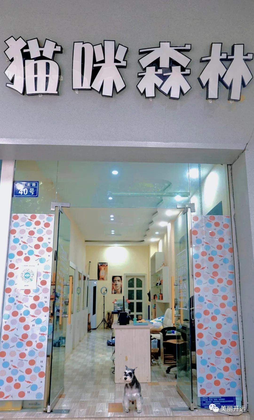 开远·人生百味|小猫的“猫咪森林”