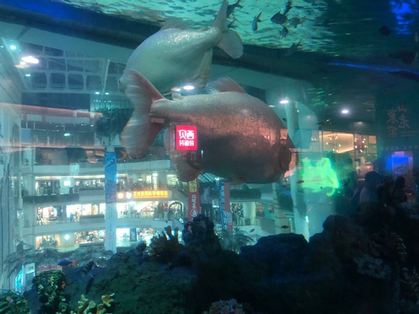 文旅探访报告｜观正佳广场如何突破购物中心成为文商旅综合体范本