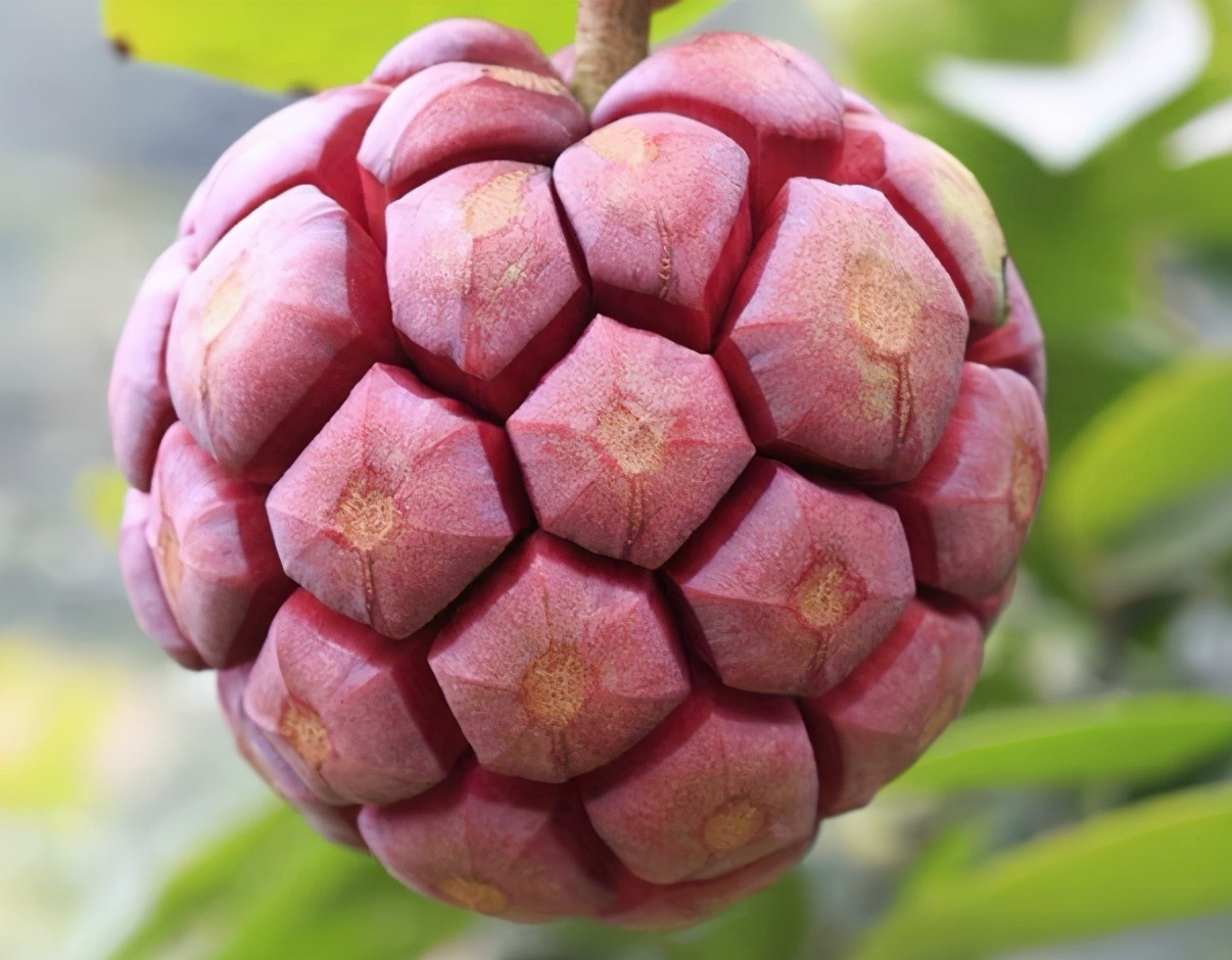 长得像超大荔枝是什么品种,像荔枝但是很大的水果