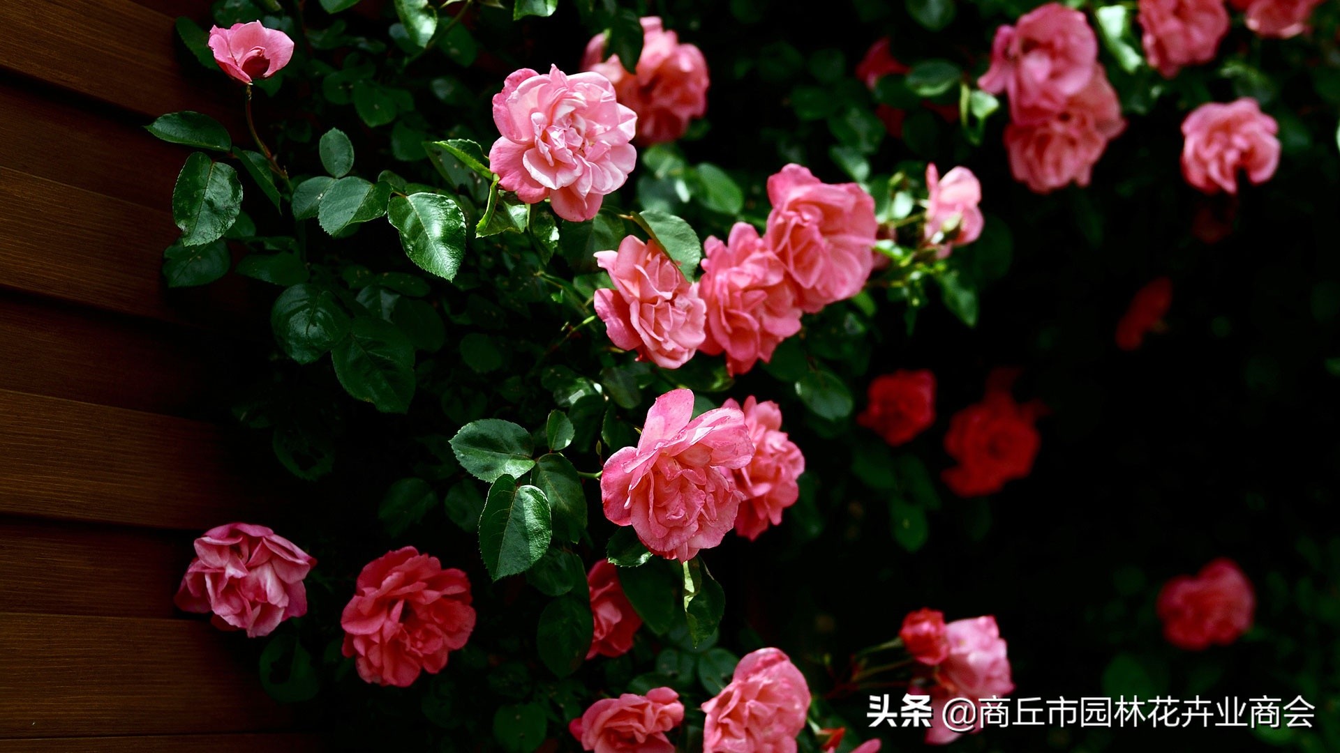 花萎蔫之后怎么处理掉,花卉枯萎病怎么治疗