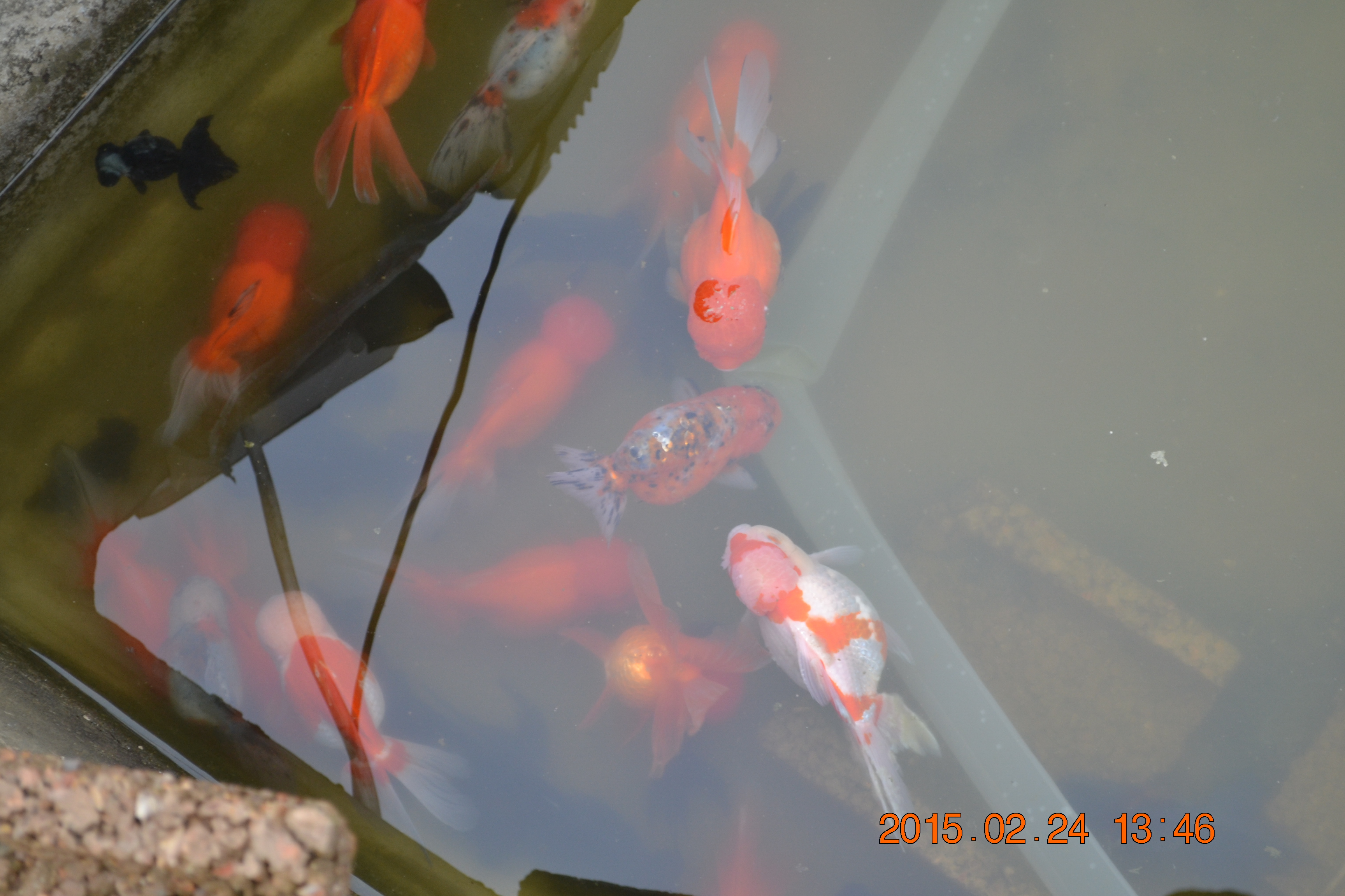 湖南最好的锦鲤养殖基地,湘潭锦鲤养殖