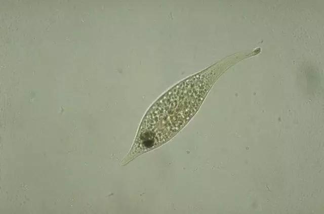 收藏!24种污水处理微生物菌相及指导意义,环保人必看(多图)