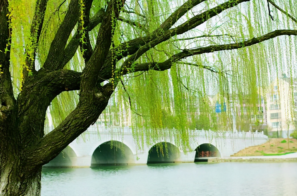 古诗里的春天，短短4句，读后便已陶醉其中