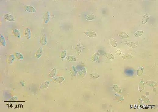 如何挑选一只健康的小猫咪,怎样快速得到小猫咪