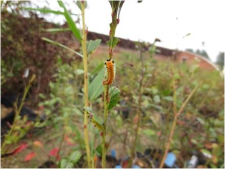 蓝莓园害虫的症状和防治,蓝莓地下害虫蛴螬防治
