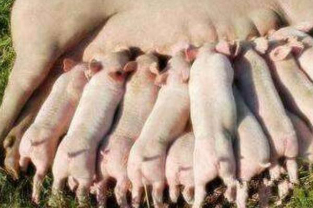 母猪下仔最快的方法,母猪产崽慢怎样解决