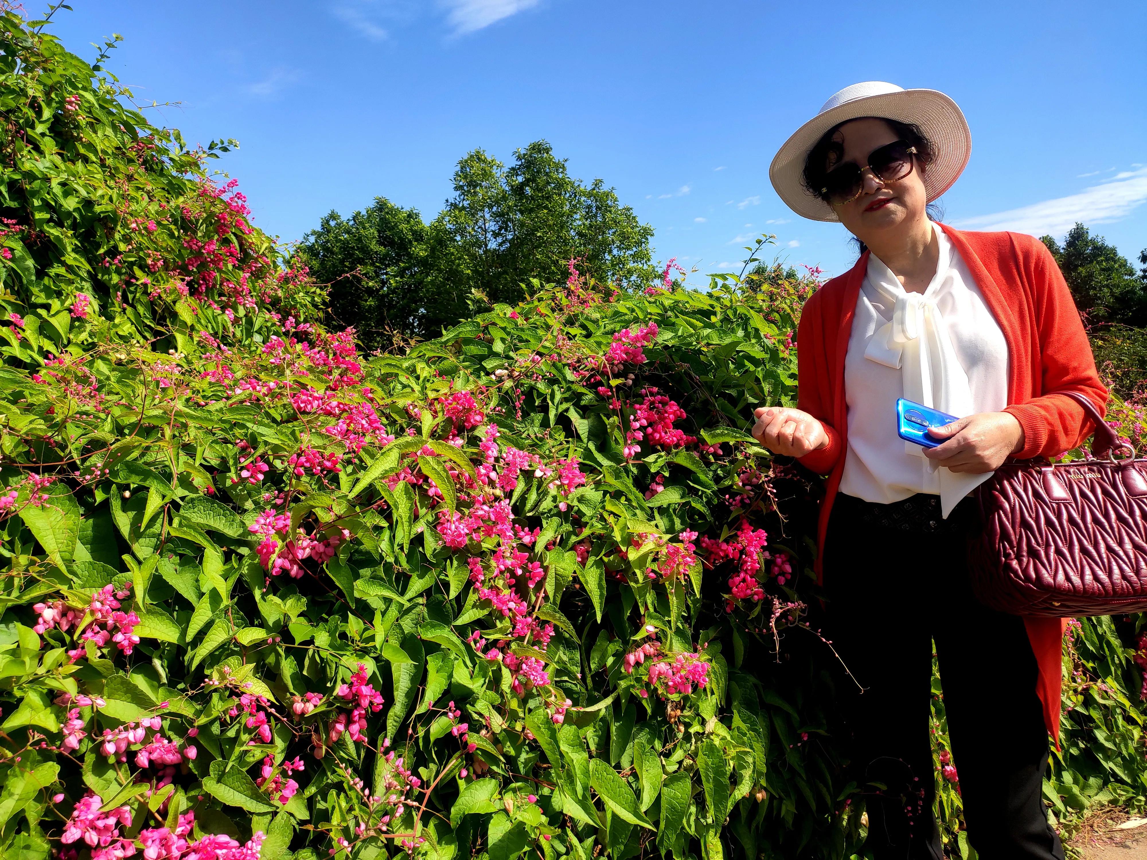南沙好玩的地方百万葵园,广州南沙百万葵园几月份去最好