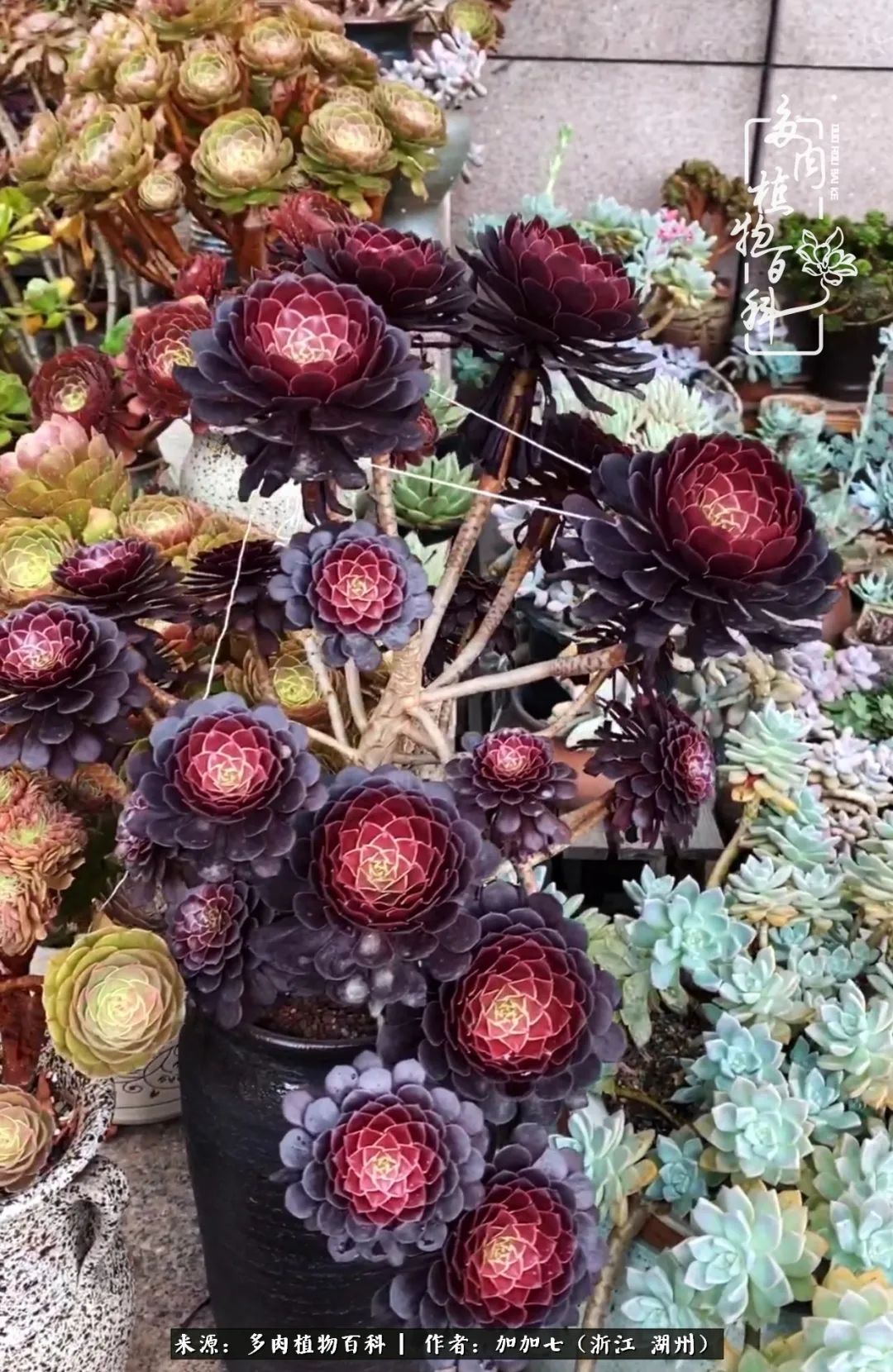 没根的法师夏天怎么养,五法师阵容