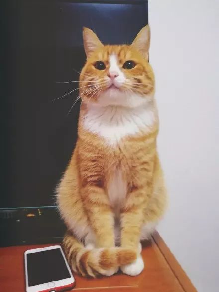 “乱买东西，猫骂了我三天！”