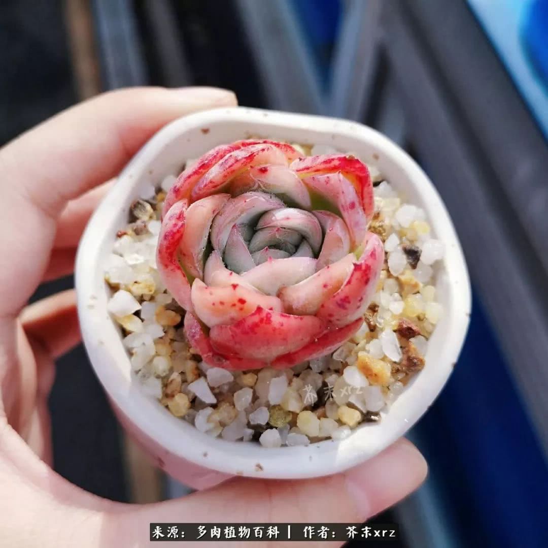 那个爱画多肉的小姑娘带着她的心头肉又来啦!