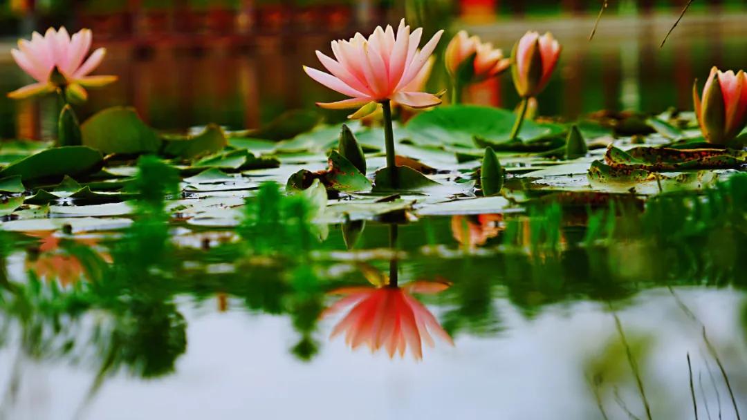 睡莲清心寡欲图片,睡莲夏日清欢