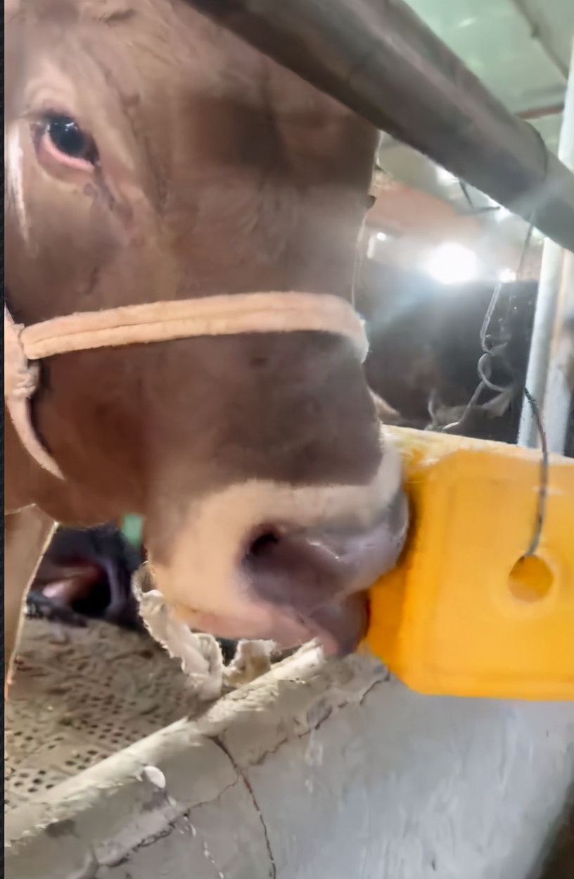 小牛玩舌头怎么治疗,牛老爱玩舌头是怎么了