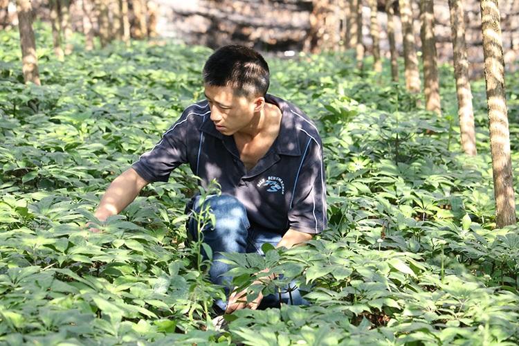 三七和金不换有什么区别,三七生长全过程原来是这样的