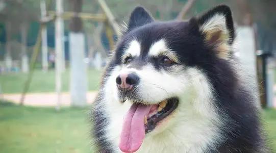 阿拉斯加体臭怎么去除,阿拉斯加怎么去除体臭