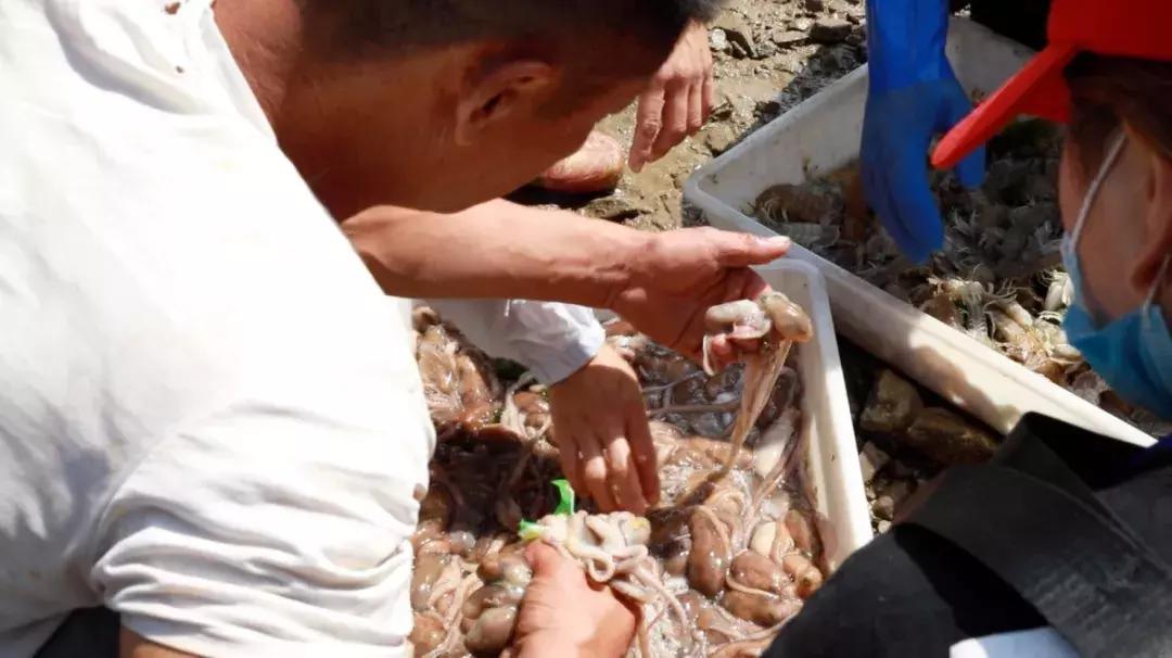 有一种炫富叫青岛开海啦,青岛炫富最新方式