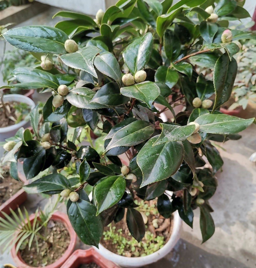 四季杜鹃茶花叶子干枯挽救方法,养的杜鹃花落叶是怎么回事