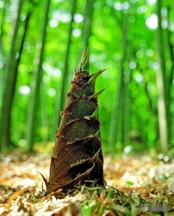 竹笋最著名的诗句,竹笋的诗句古诗带赏析