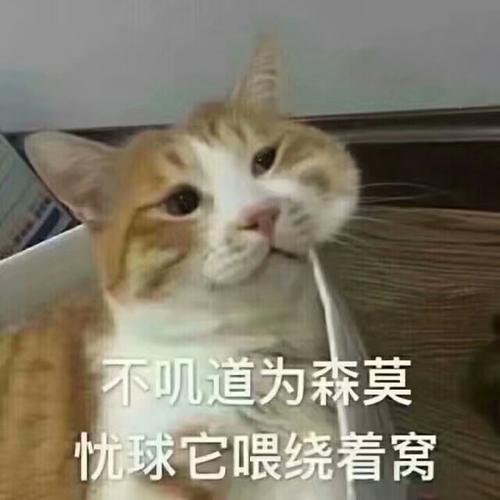 世界历史上的著名猫奴,世界三大猫奴